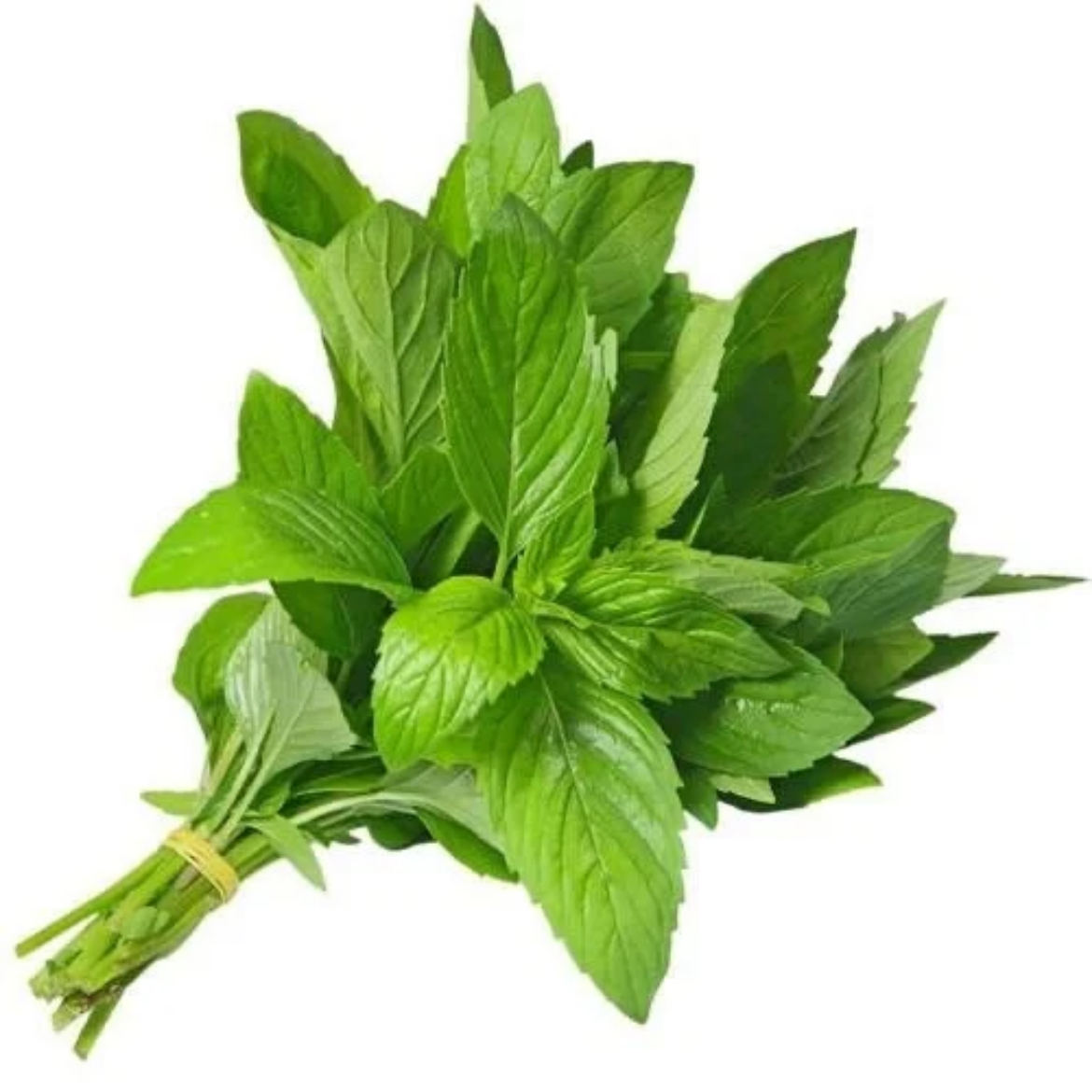 Picture of ryhan