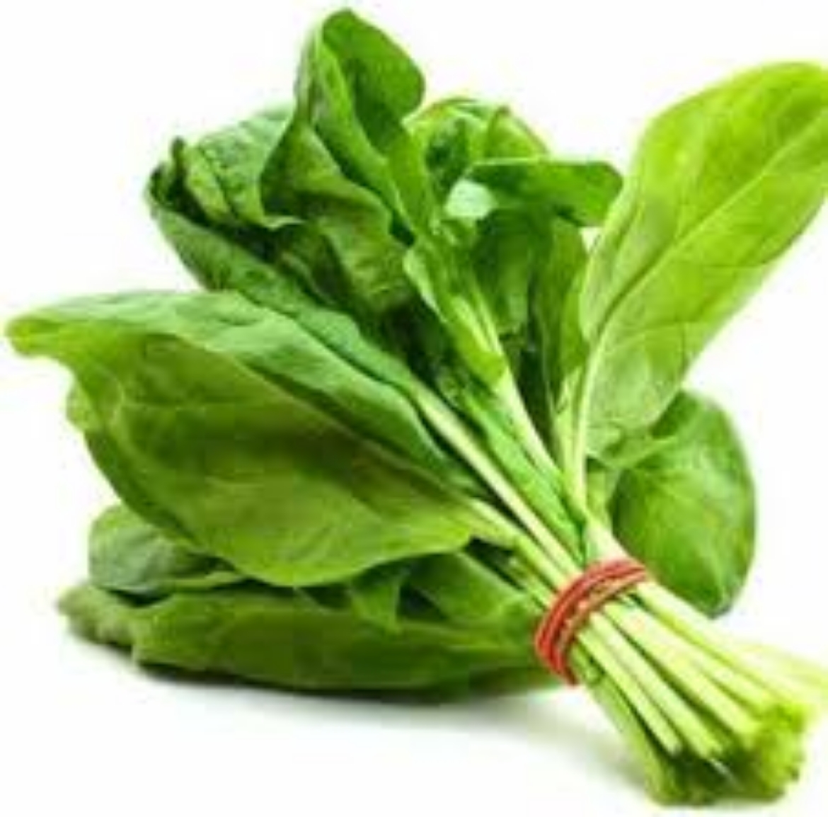 Picture of slak