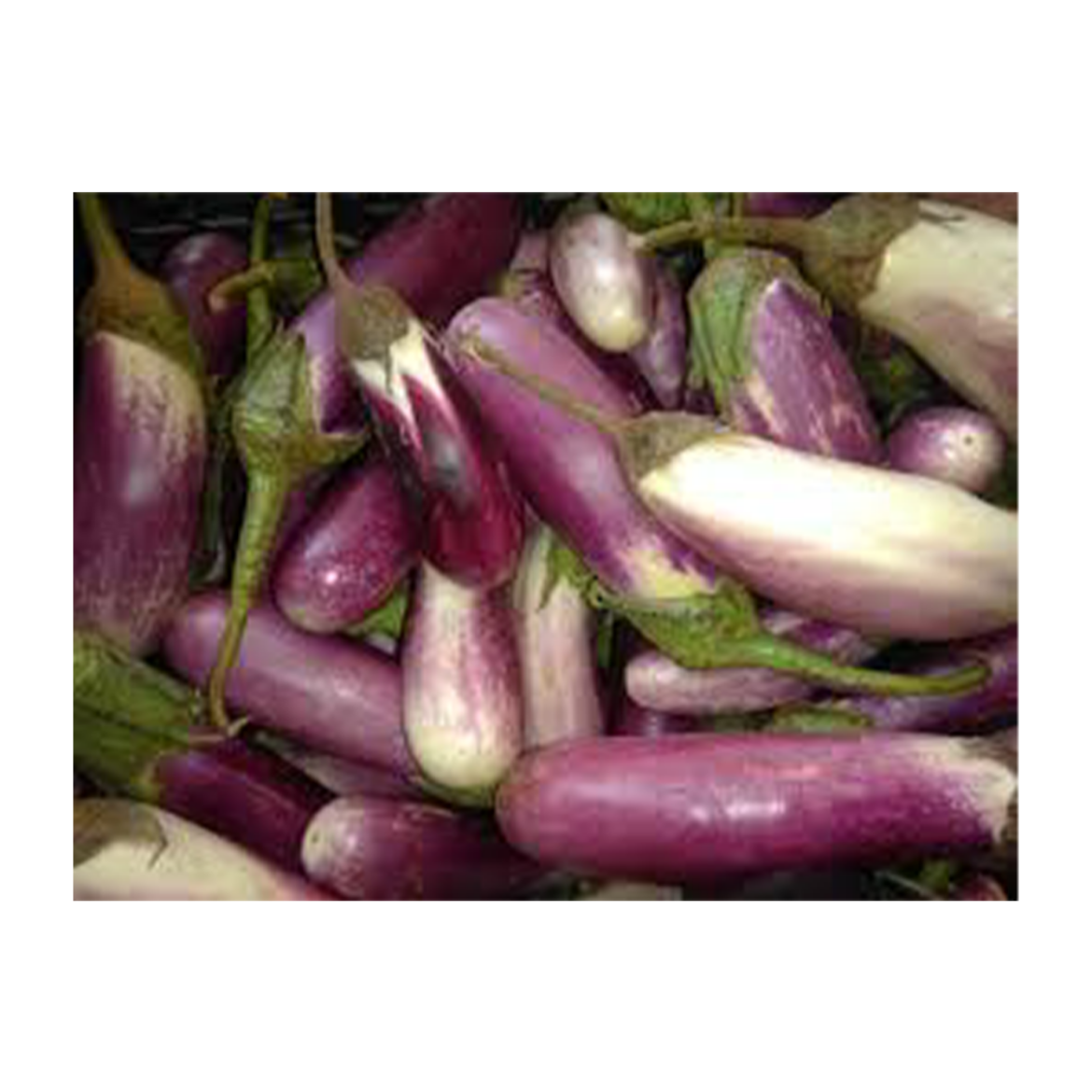 Picture of aros mshbh