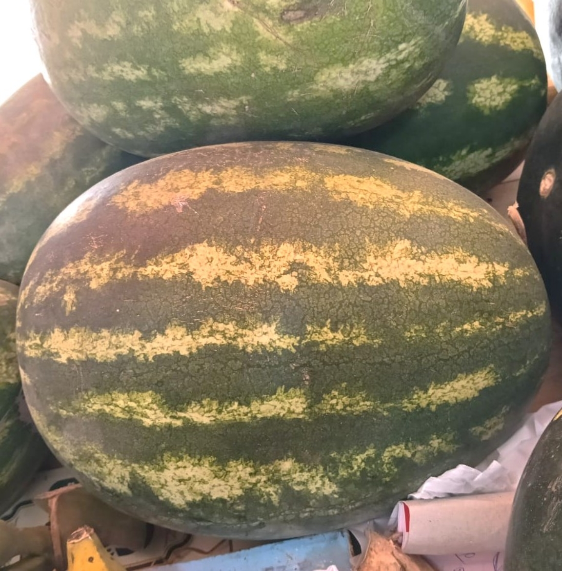 صورة بطيخ نمساوى بالقطعة
